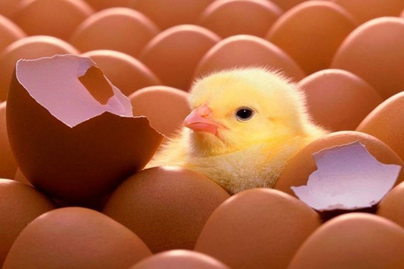 Экспорт яиц из Согда приостановлен
