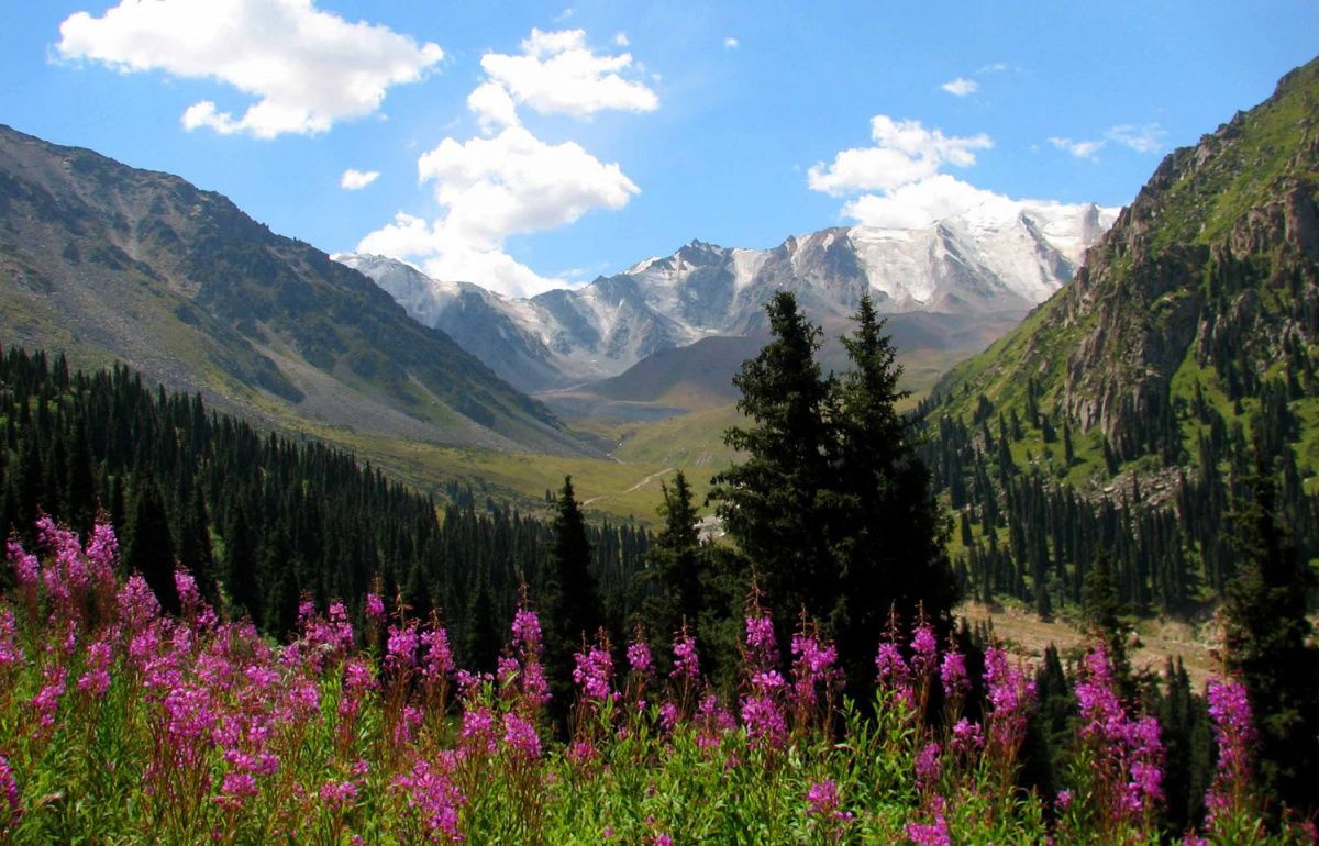 В Таджикистане площадь лесов сократилась в 8 раз за 100 лет