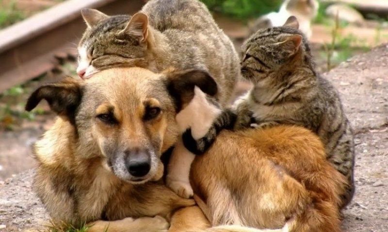 Зоозащитники Таджикистана и России утвердили комплекс мер по защите животных