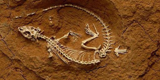 В Таджикистане найдены останки животных возрастом 2,5 млн лет