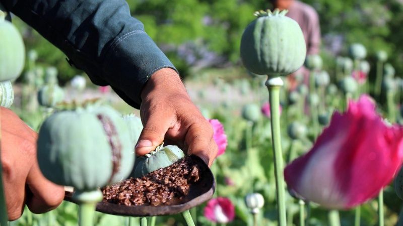В Афганистане запретили выращивание мака