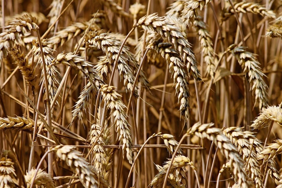 В Таджикистане сократился импорт пшеницы из Казахстана