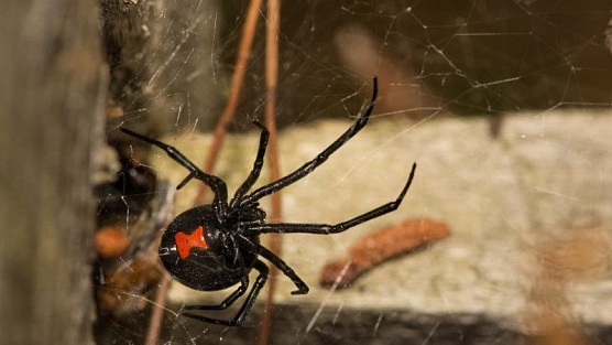 Нашествие ядовитых пауков в Казахстане: 6 человек попали в реанимацию