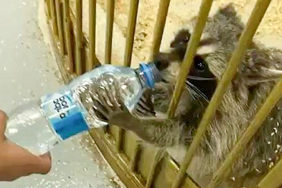 Активисты Таджикистана возмущены содержанием животных в контактном зоопарке
