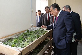 То 21 ҳазор сомонӣ ҷарима: Азми ҳукумат барои ҳифзи тут бо мақсади ташкили 50 ҳазор ҷои кор