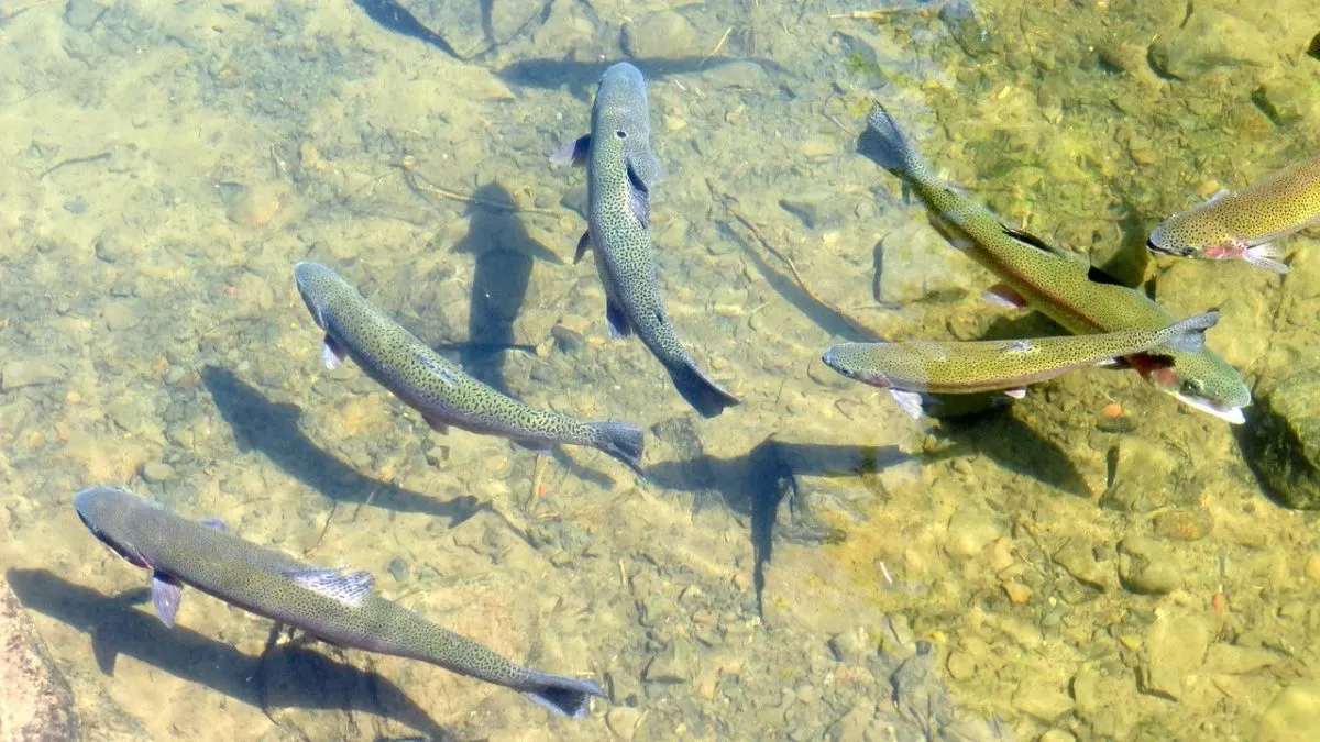 В Таджикистане из-за морозов погибло более миллиона рыб