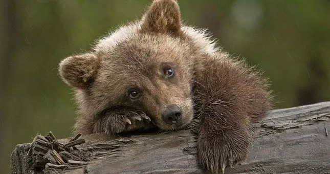 В Душанбе у "браконьеров" изъяли двух медвежат 