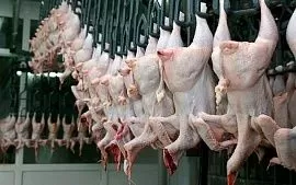 Таджикистан существенно сократил импорт мяса птицы
