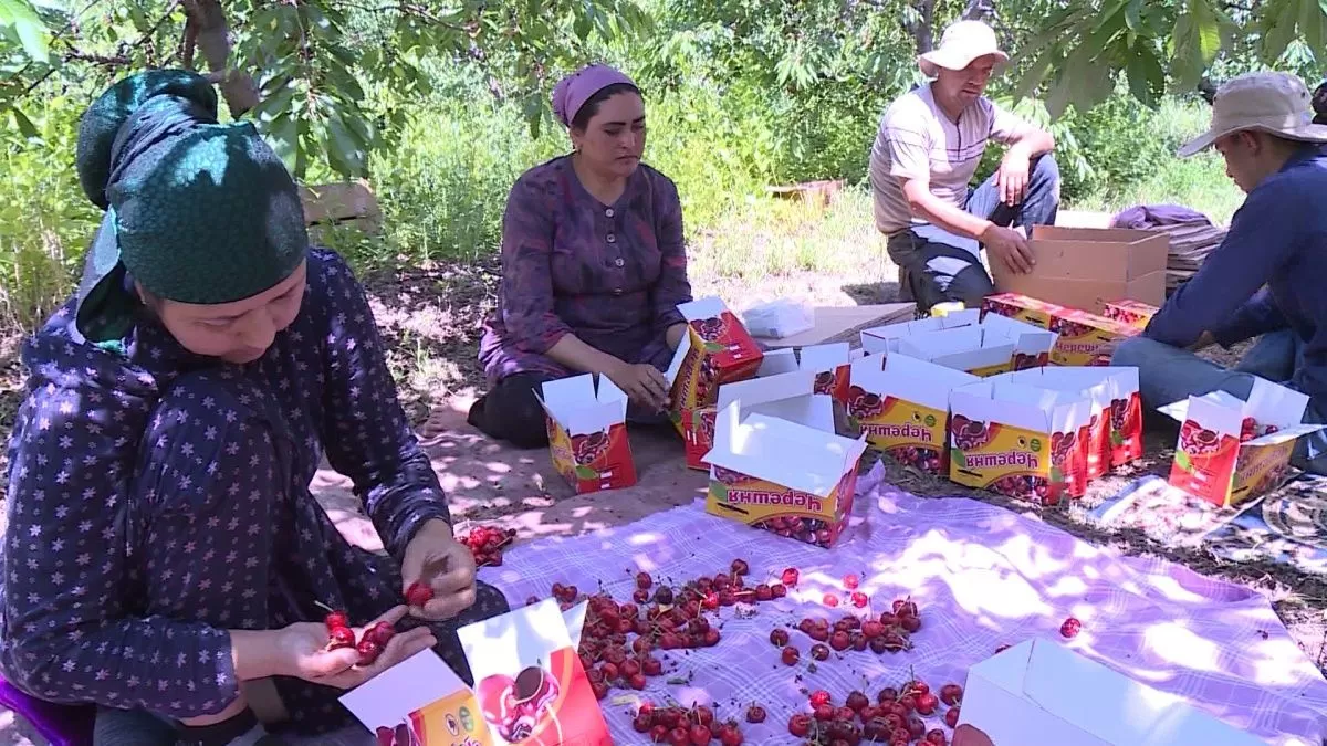 Вкусно и натурально! Таджикистан наращивает экспорт сельхозпродукции на российский рынок Вкусно и натурально! Таджикистан наращивает экспорт сельхозпродукции на российский рынок