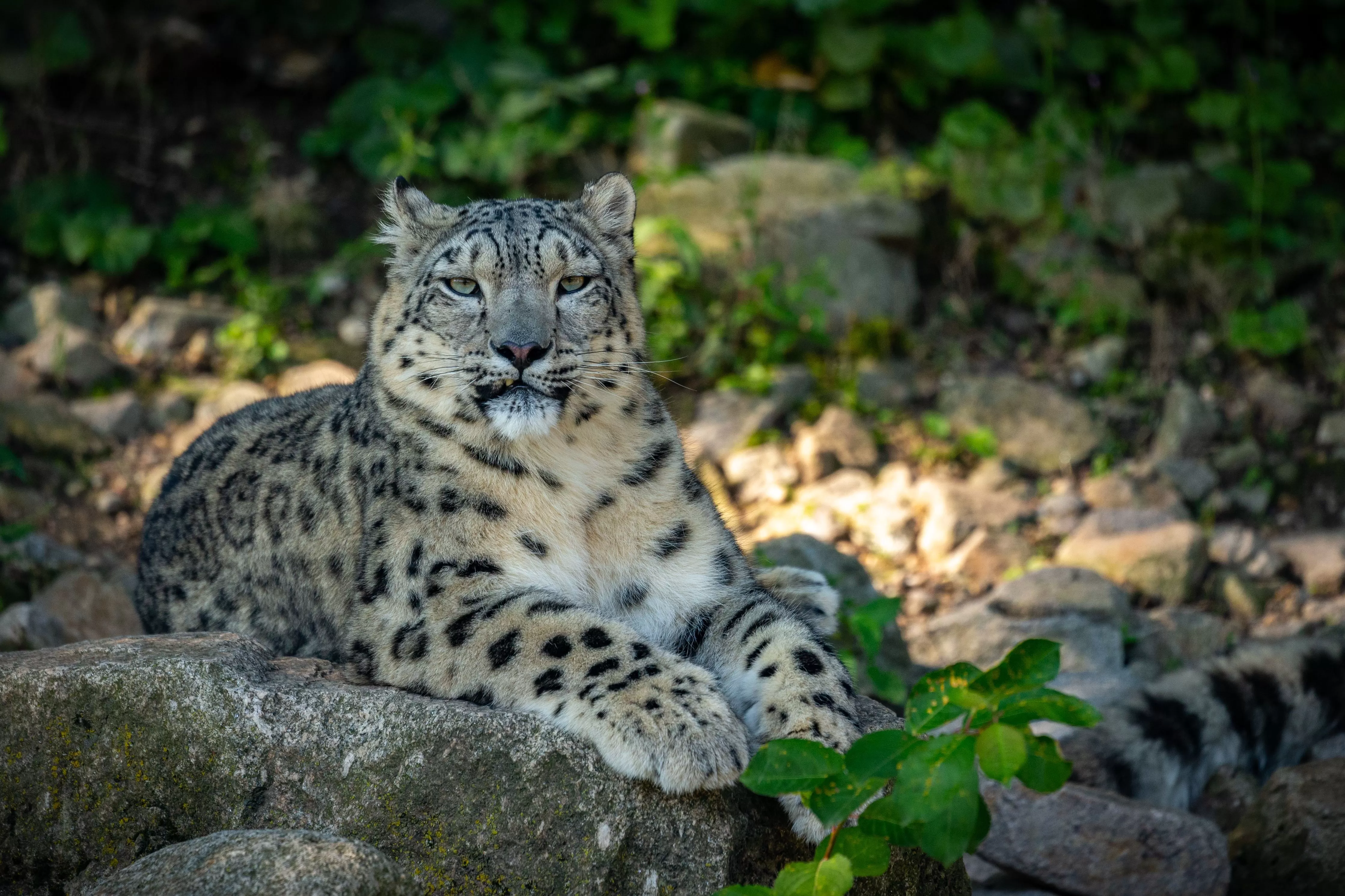 Барс красноярск. - Снежный Барс (Panthera uncia. Снежный Барс Красноярский край. Ирбис снежный Барс Красноярский край. Снежный Барс в Хакасии.