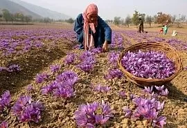В Таджикистане начали успешно выращивать шафран