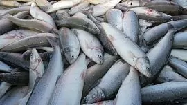 В Таджикистане выращено почти 2 тонны рыбы