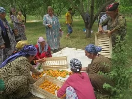 Экономическое развитие Хатлона: как садоводы региона переняли опыт заработка у коллег из Согда