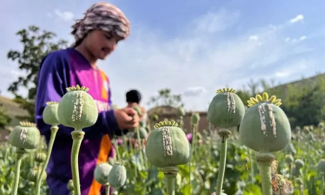 В Иране заявили, что в Афганистане выросло производство наркотиков за счёт «синтетики»