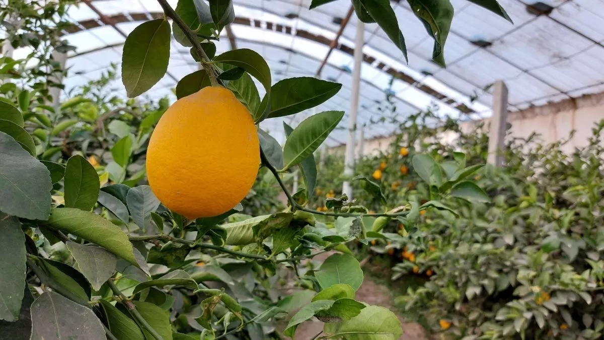 Спрос таджикского лимона за пределами Таджикистана сказался на цену внутри страны