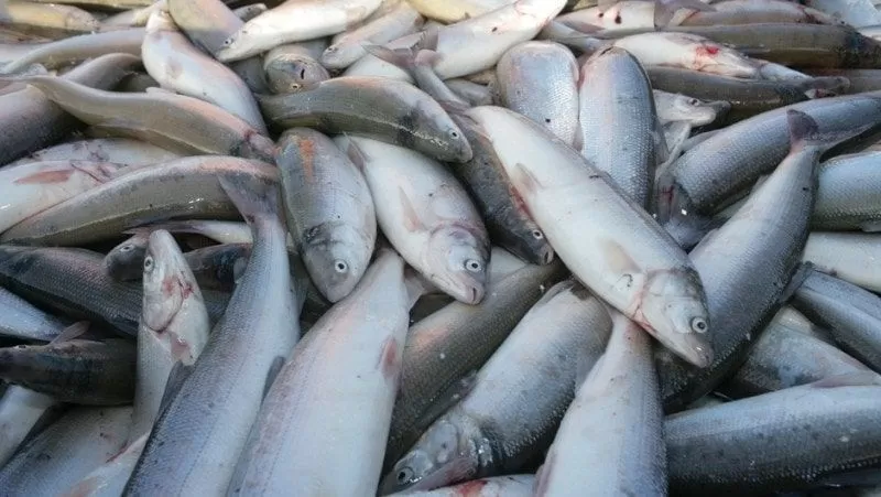 В Таджикистане выращено почти 2 тонны рыбы