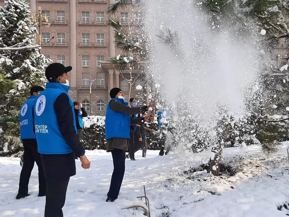 Волонтеры очистили деревья Душанбе от снега, чтобы защитить их от надломов