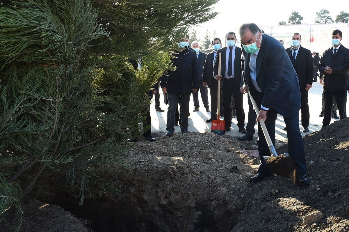 Эмомали Рахмон принял участие в посадке деревьев на площади Истиклол