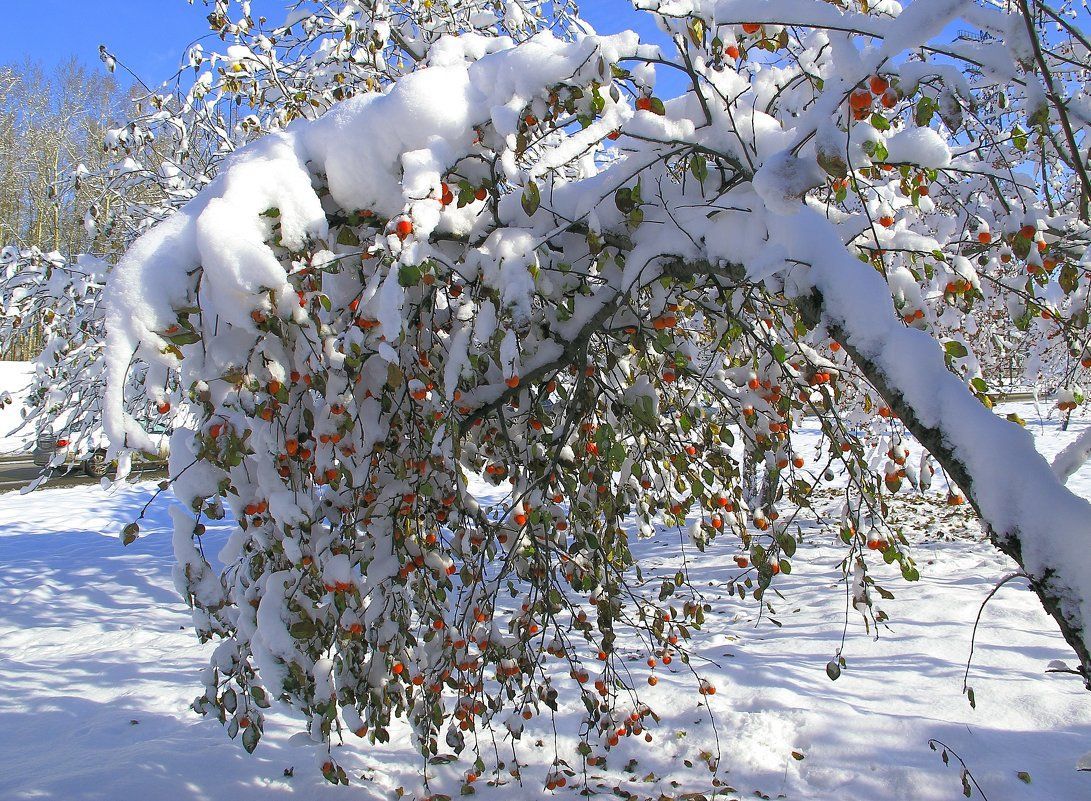Повлияют ли снегопады на урожай в Таджикистане? Мнение эксперта