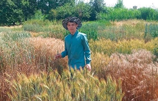 Бобури гандумшинос. Чӣ гуна ҷавони тоҷик дар соҳаи генетика ва селексия пажӯҳиш мекунаад?