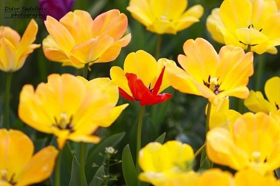 Столица цветов! В Душанбе посадили более 6 миллионов тюльпанов
