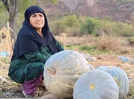 Белая тыква в горах: как 63-летняя Одинамох Алиева успешно выращивает урожай в Ховалингском районе